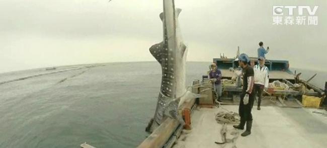 船员小心将豆腐鲨稍微绑起来，准备放生。