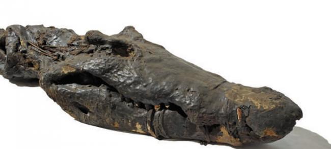 2500年前古埃及鳄鱼木乃伊Sobek