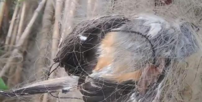 有鸟类被捕鸟网缠住。