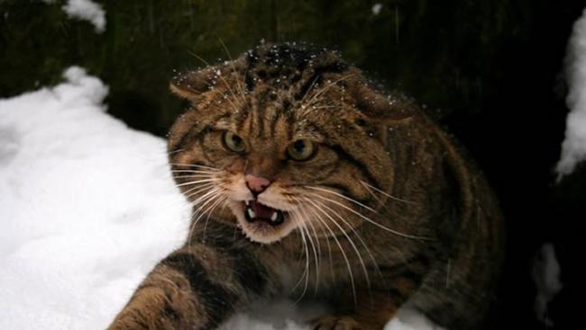 苏格兰野猫跟狮子老虎一样是完全野生的物种，没有办法驯服。