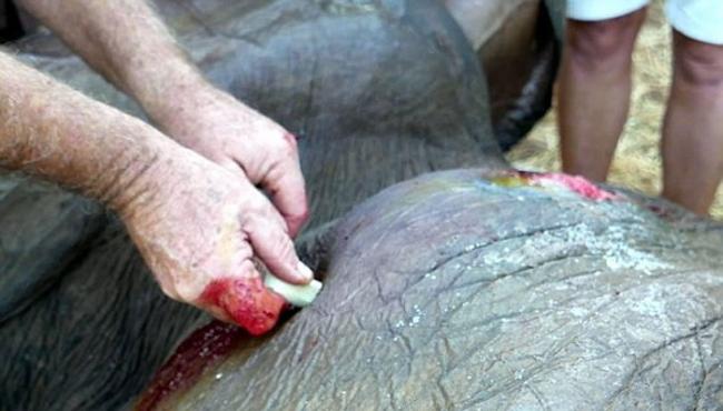 津巴布韦大象遭盗猎者枪击身受重伤 跛脚走向酒店求救