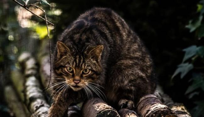 古老猫科动物“苏格兰野猫”全世界剩下不到35只