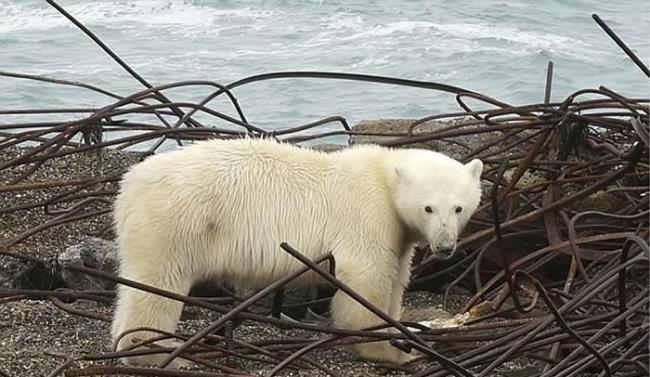 俄罗斯小村庄Ryrkaypiy被20只北极熊包围