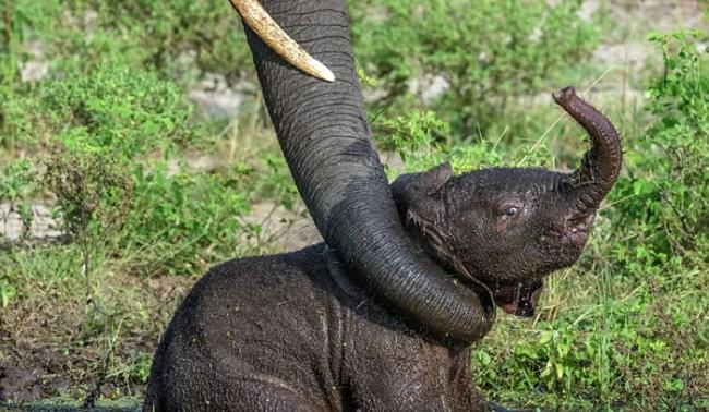 非洲博茨瓦纳小象被困水洼 大象妈妈赶来帮忙脱困