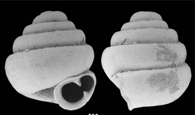 新发现的蜗牛dominika「小得惊人」,它的壳只有0.86毫米高。 PHOTOGRAPH BY DR. BARNA PáLL-GERGELY