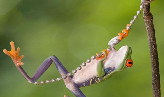 “蛙中泰山”：孟加拉国摄影师图拍摄萌宠青蛙“手”抓珠链林间飞荡照片