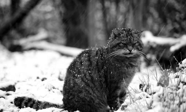 苏格兰野猫（或是欧洲野猫）体型比一般家猫大，尾巴蓬松。