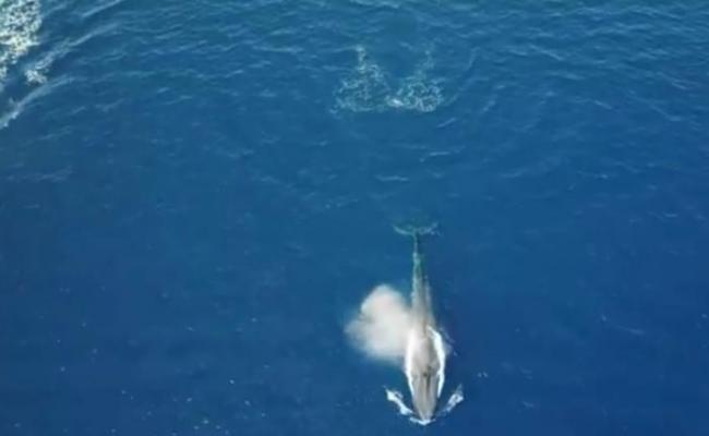 埃及渔民拍到20米长罕见蓝鲸首度现身红海