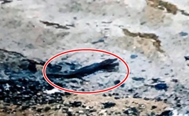 目击者拍下的其中一张相片，红圈内为该疑似鳄鱼在岸上晒太阳。