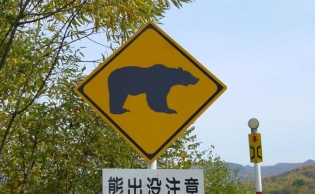 日本各地不时有黑熊出没。