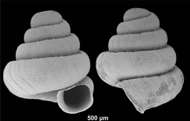 新发现的蜗牛物种Angustopila subulata,它的壳高度只有0.83-0.91毫米。 PHOTOGRAPH BY DR. BARNA PáLL-GE