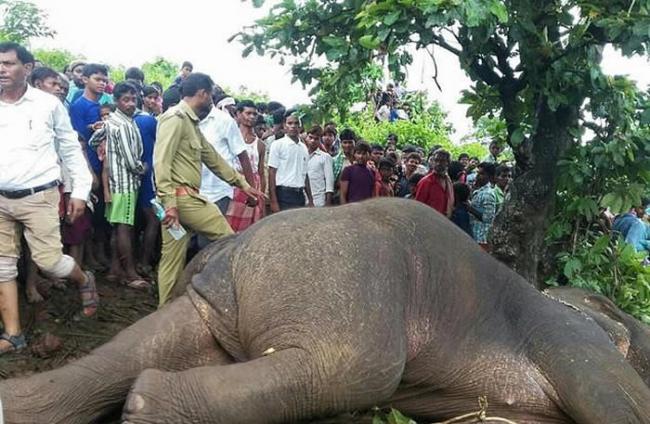 印度贾坎德邦杀人大象半年踩死15人 枪决打断鼻子击毙