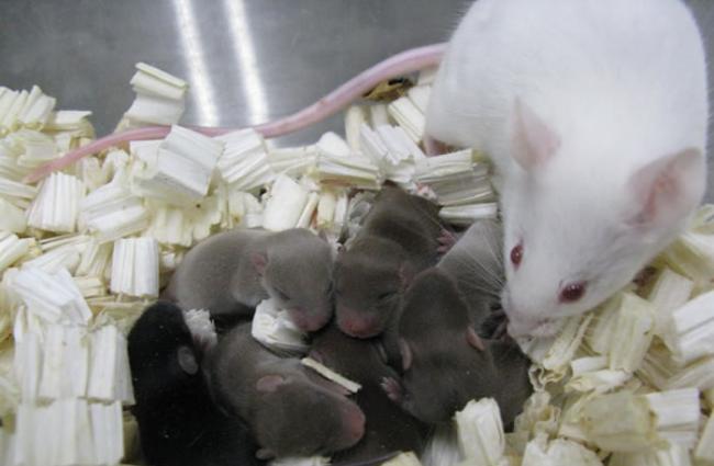 产出这些新生小老鼠的精子，在国际太空站上待了大约九个月。 PHOTOGRAPH BY TERUHIKO WAKAYAMA