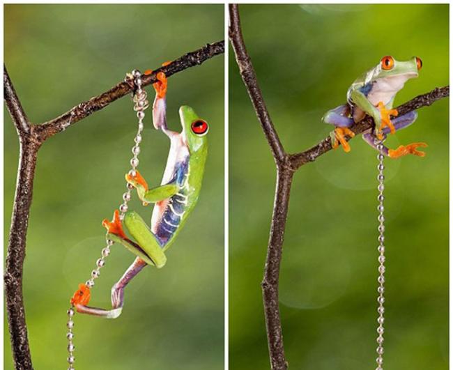 “蛙中泰山”：孟加拉国摄影师图拍摄萌宠青蛙“手”抓珠链林间飞荡照片