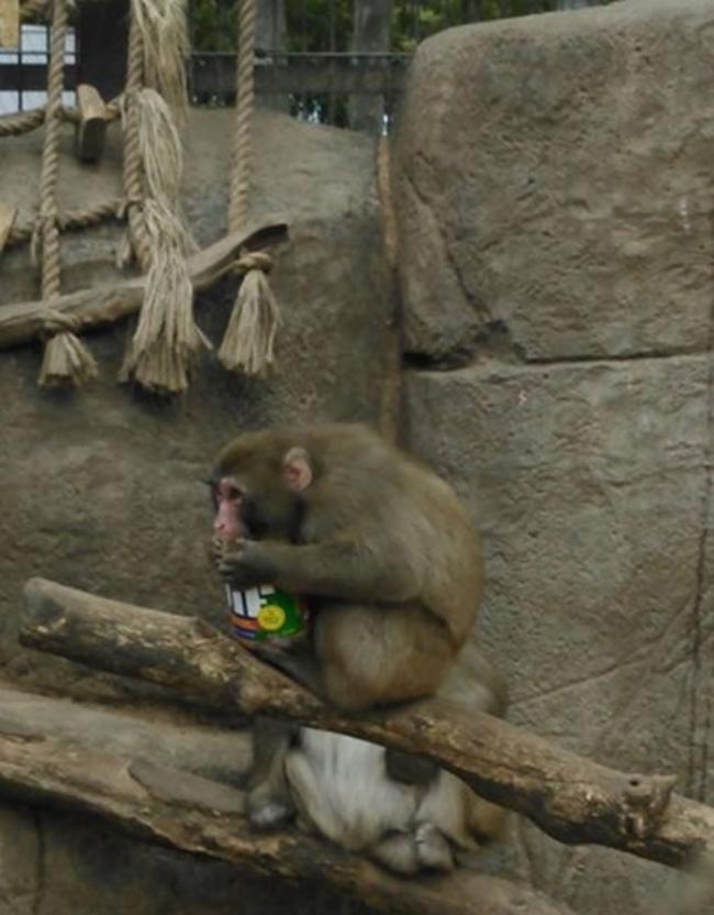 美国威斯康辛州动物园猴子坐在树枝上抱着花生酱埋头猛吃