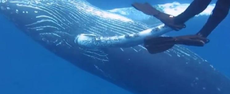 潜水员不禁悄悄游近鲸鱼身旁与它共舞