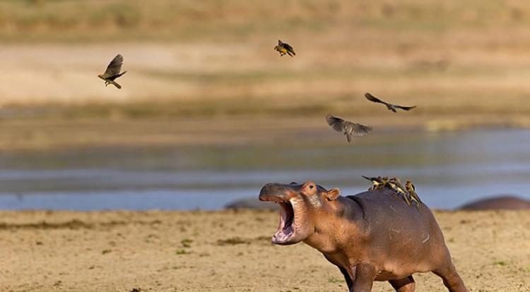 赞比亚南卢旺瓜国家公园野生小河马极力摆脱背上牛椋鸟的搞笑画面