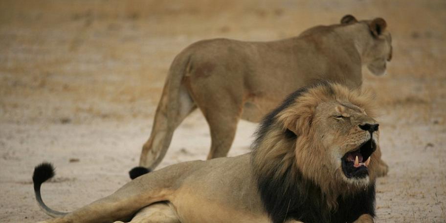 津巴布韦、同时是全非洲最著名的狮子：13岁雄狮塞西尔(Cecil)
