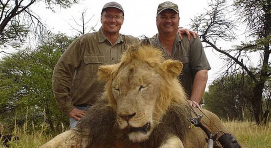 帕尔马(左)经常花大玩狩猎游戏。图中的狮子是它的猎物之一。