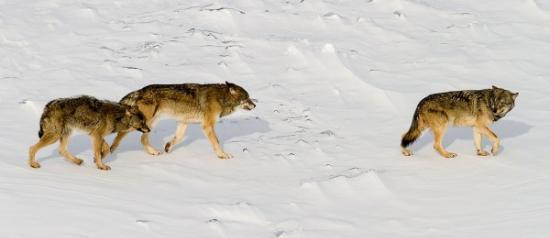 去年冬天在罗亚尔岛拍摄的这张照片中的3匹狼是一对儿公狼母狼和它们有点驼背的幼崽。