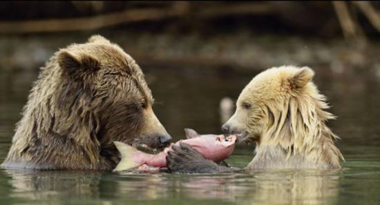 加拿大熊妈妈耐心地教授宝宝捕鱼