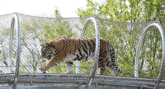 美国费城动物园打造大型猫科动物“天桥”