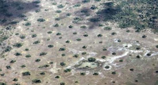 从莫桑比克Vilanculos附近的空中看去，白蚁蚁丘像是茂密的块状植被。由于邻近蚁群之间的竞争，白蚁蚁丘呈波点状图案规则分布。