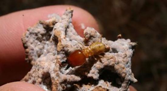 从肯尼亚中部Mpala研究中心地下挖出的真菌菌圃上的白蚁兵蚁。这些白蚁收获植物材料然后在地下巢室使用这些材料作为培养真菌的基质。