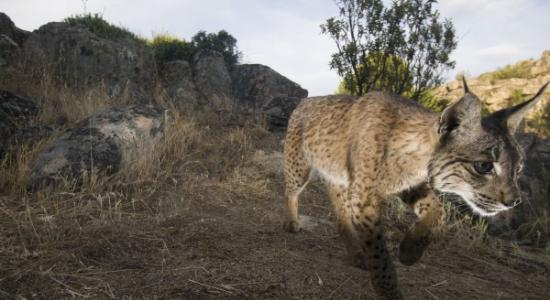 仅存的西班牙大山猫是否还在西班牙的灌丛地漫游？