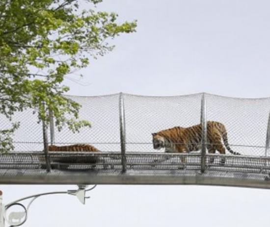 美国费城动物园打造大型猫科动物“天桥”