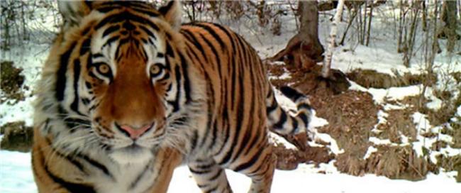 黑龙江省东北红豆杉自然保护区首次拍到野生东北虎影像