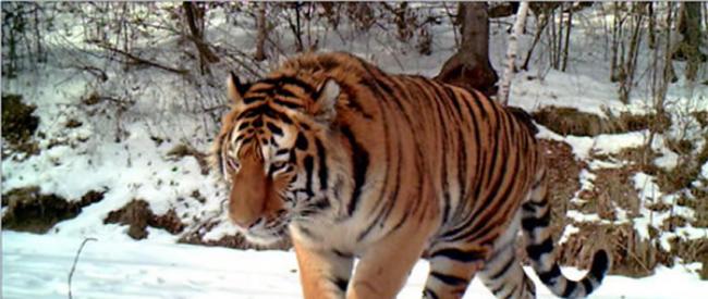 黑龙江省东北红豆杉自然保护区首次拍到野生东北虎影像