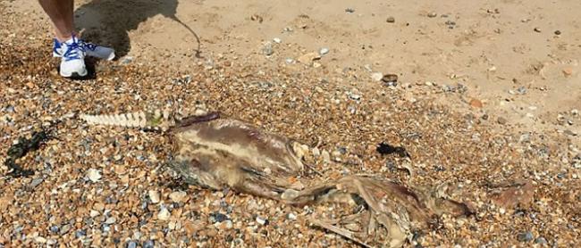 英国斯特惠特布尔海滩发现神秘兽骨 拥有类似人类的脊柱和鳄鱼的身体