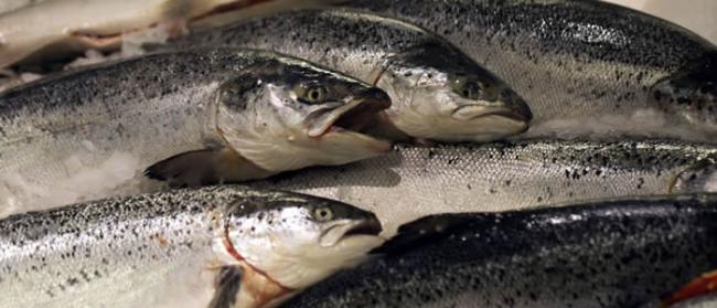 挪威北部水域微型海藻开花导致大量鲑鱼死亡