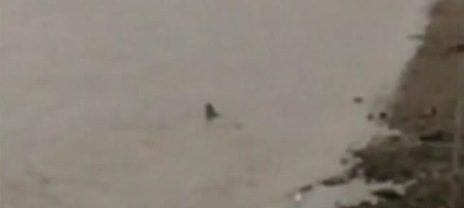 尼斯湖水怪跑到英国泰晤士河？出现神秘“带鳍生物”