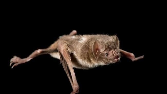 玻利维亚的市场里，有多达20种蝙蝠，包括像这只一样的吸血蝙蝠，会被塞在鞋盒里待价而沽。 PHOTOGRAPH BY JOEL SARTORE, NATIONAL