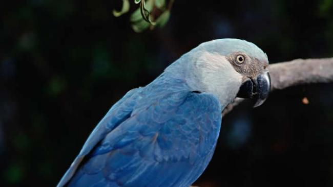 国际鸟盟的最新研究结果显示，巴西亚马逊雨林的原生鸟种斯皮克斯金刚鹦鹉可能已经在野外灭绝。 PHOTOGRAPH BY CLAUS MEYER, MINDEN P