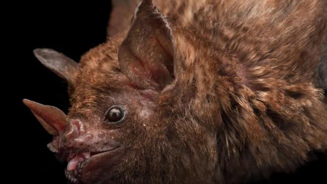 像这只林奈短尾叶鼻蝠（Seba’s short-tailed fruit bat）之类的蝙蝠，在玻利维亚面对多种威胁，包括人类对蝙蝠血的需求，因为有人相信蝙蝠血