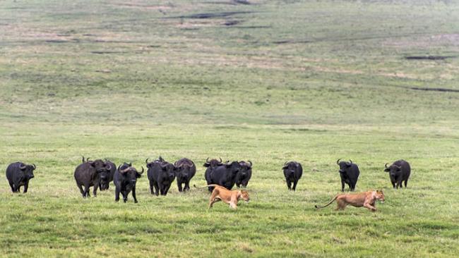 非洲坦桑尼亚狮子本想捕获一头水牛作为晚餐，不料反被一大群水牛追逐