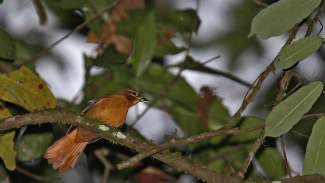 曾生活在巴西东北部的亚拉哥亚斯拾叶雀，如今可能已经灭绝。 PHOTOGRAPH BY AGAMI AGENCY, ALAMY