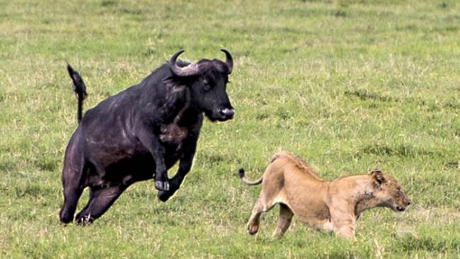 非洲坦桑尼亚狮子本想捕获一头水牛作为晚餐，不料反被一大群水牛追逐