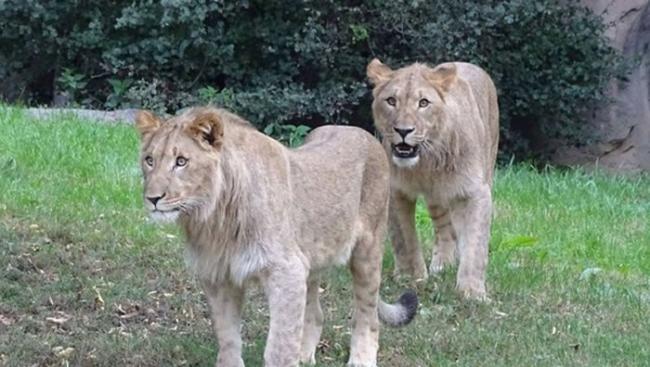 Motshegetsi及Majo上个月才抵达莱比锡动物园。