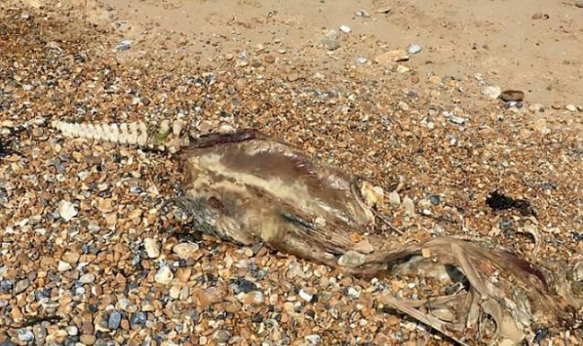 英国斯特惠特布尔海滩发现神秘兽骨 拥有类似人类的脊柱和鳄鱼的身体