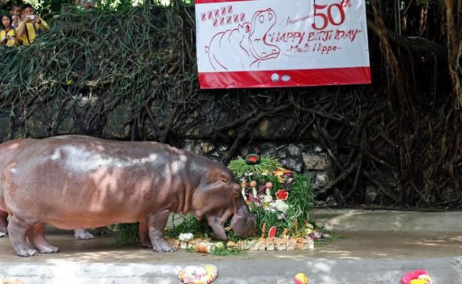 泰国萱律实动物园庆祝园内河马“玛丽”50岁大寿