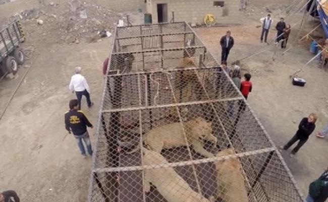 ADI将在本周会将33头从马戏团救出的狮子运送往南非，让它们在野外度余生。