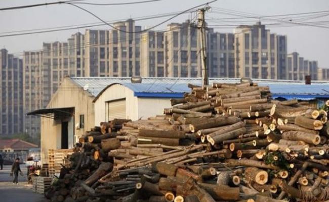 美媒指中国对非洲红木的需求暴涨，令西非国家非法的红木贸易大增。