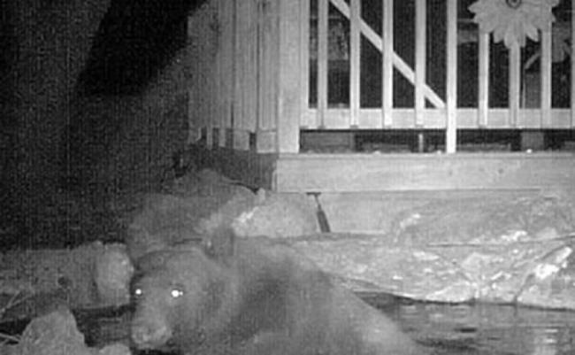 黑熊闯入花园的池塘。