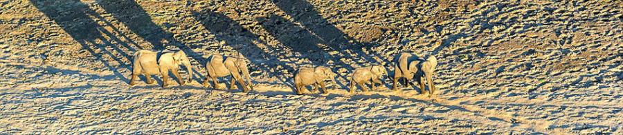 赞比亚象群在穿越干旱沙漠寻找水源的唯美投影