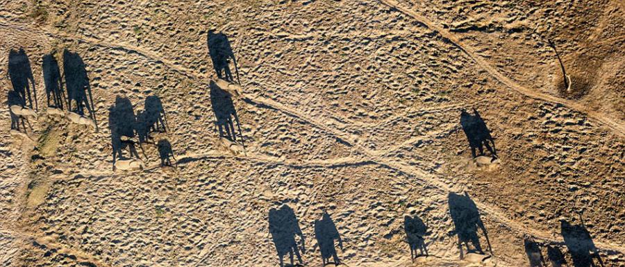 赞比亚象群在穿越干旱沙漠寻找水源的唯美投影
