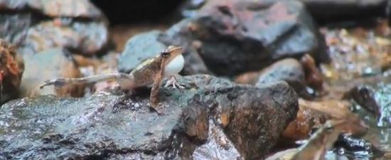 印度发现14种新物种“跳舞蛙”